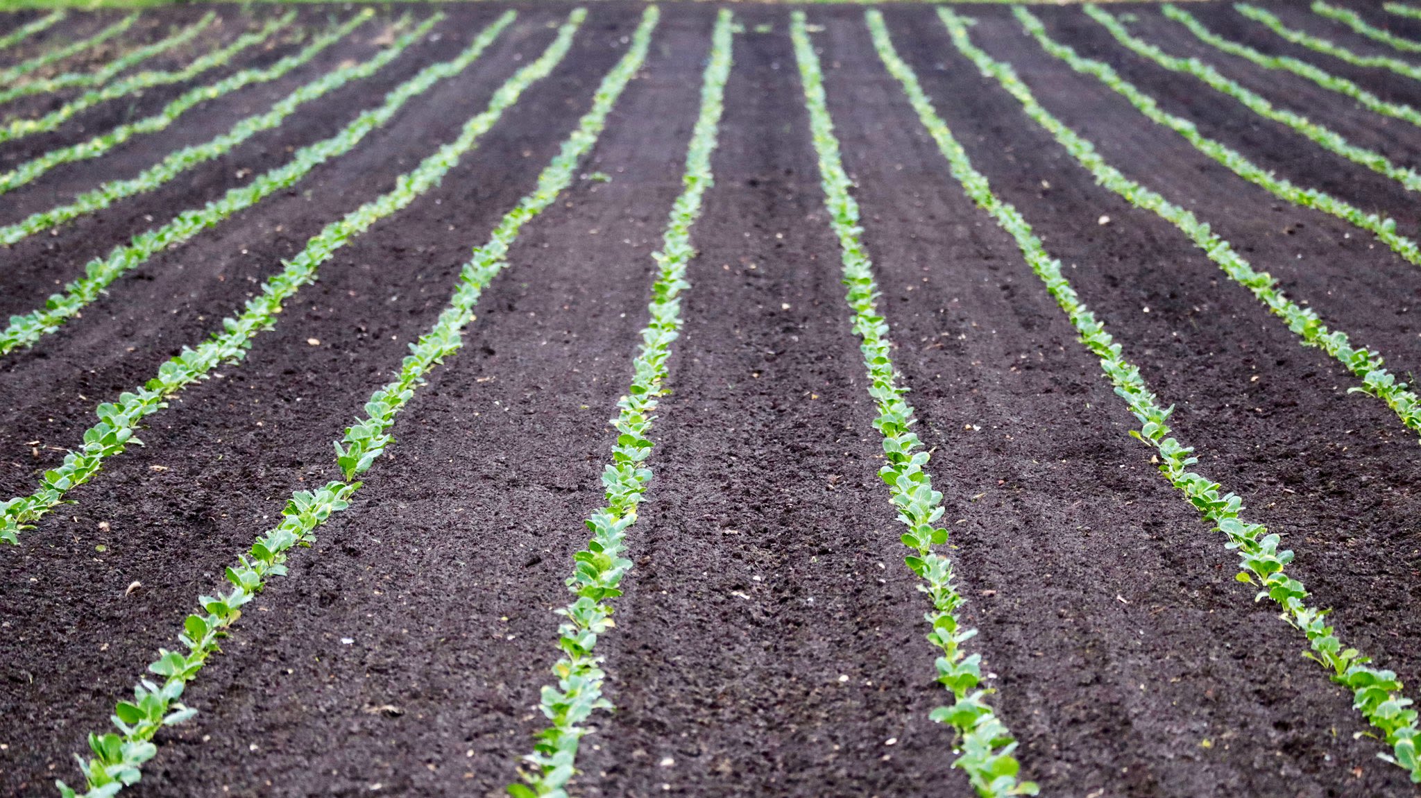 Akker met frisse jonge plantjes