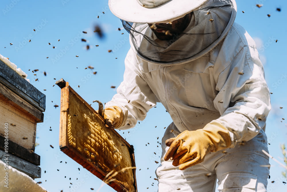 Bijen zijn belangrijk voor mens en natuur. Foto: santypan/adobestock