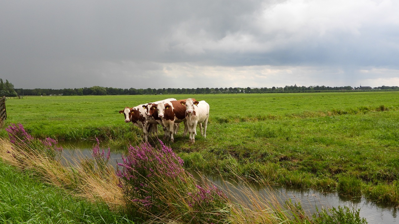 De beste windmeter is de koe, zij staat altijd met haar kont naar de wind toe