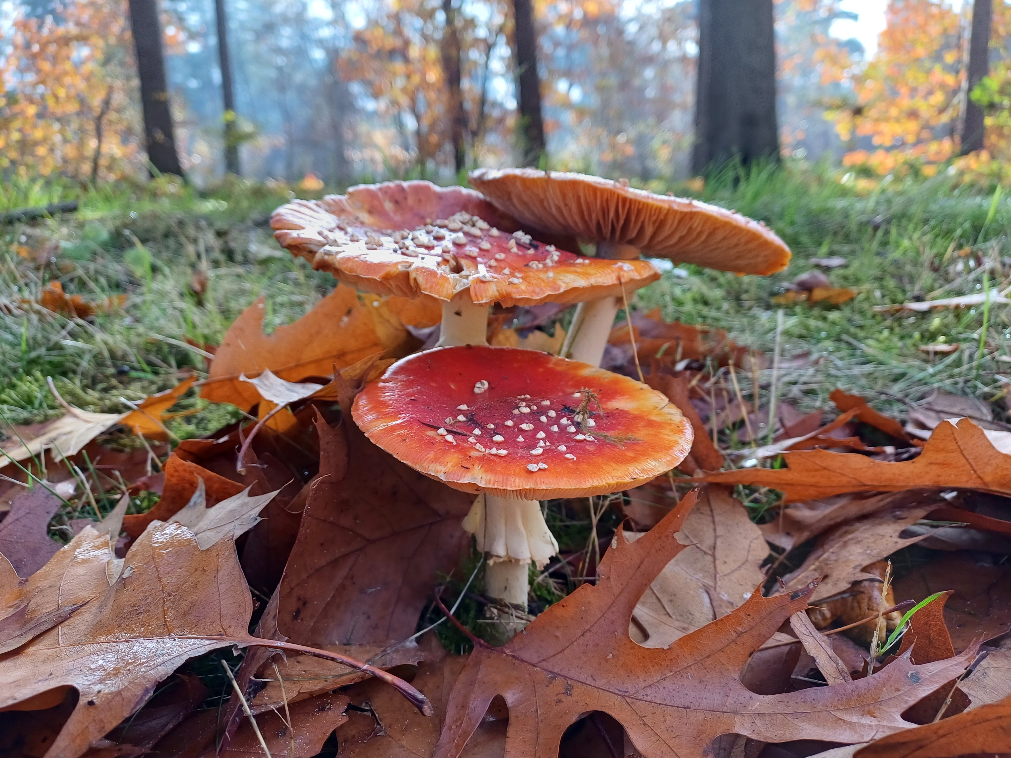 Oktober is de maand van de paddenstoellen. Foto: Willem van Nunen