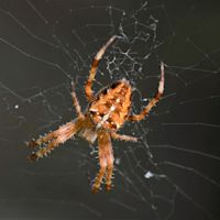 Waarom zijn spinnen in september zo groot?