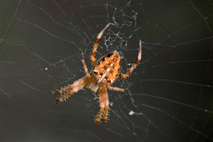 Waarom zijn spinnen in september zo groot?