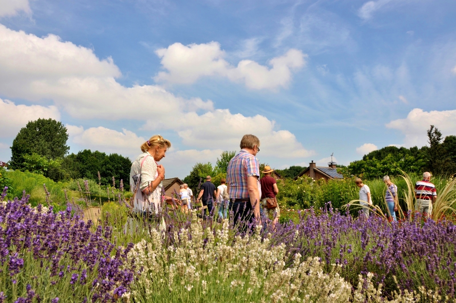 Welke planten kunnen goed tegen droogte?