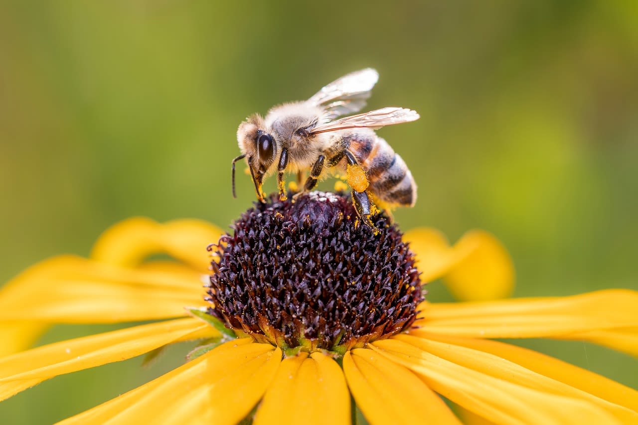 De zonnehoed is ook een lust voor bijen. Foto: Adobe Stock / DirkDaniel