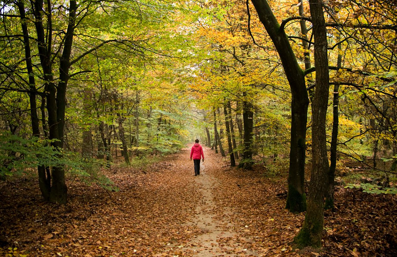 Rustig herfstweer. Foto: ANP/Lex van Lieshout