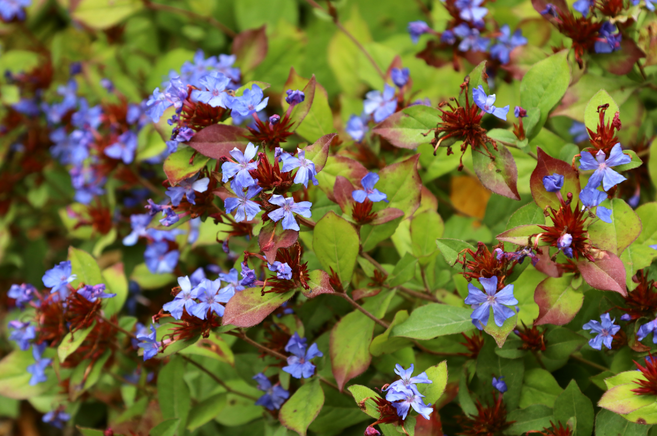 Loodkruid in bloei. Foto: Adobe Stock / anna608