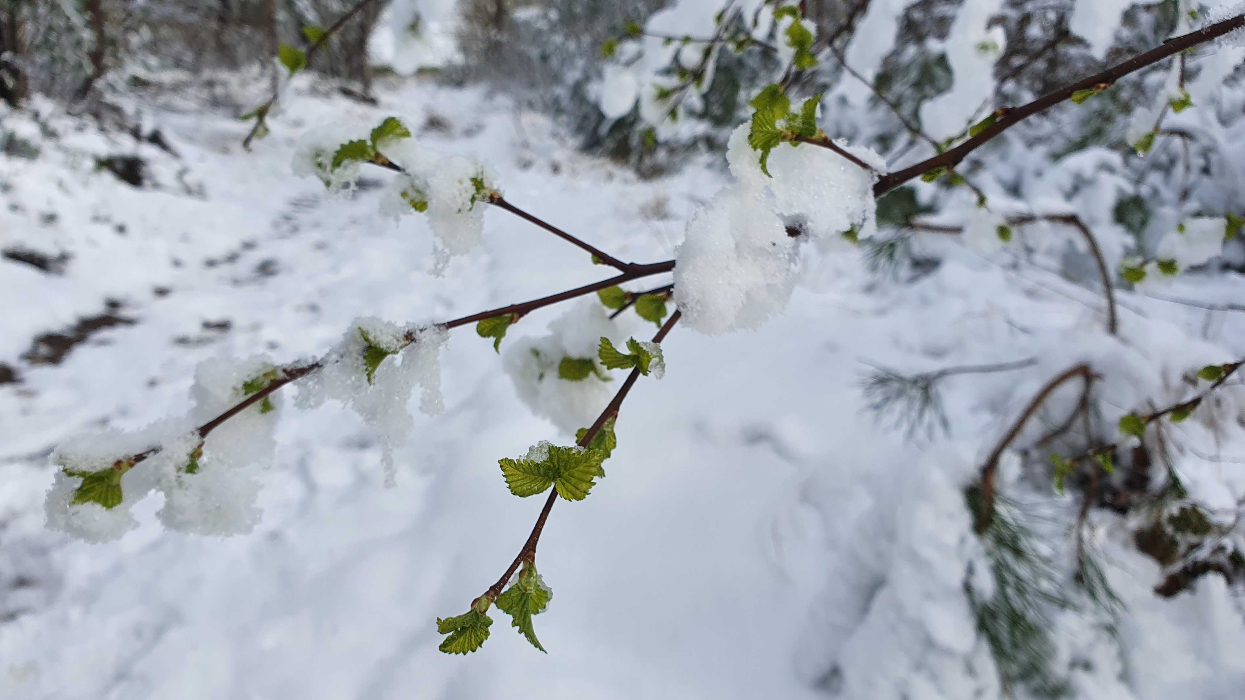 Uitlopende natuur in de sneeuw. Foto: Matthijs van der Linden.