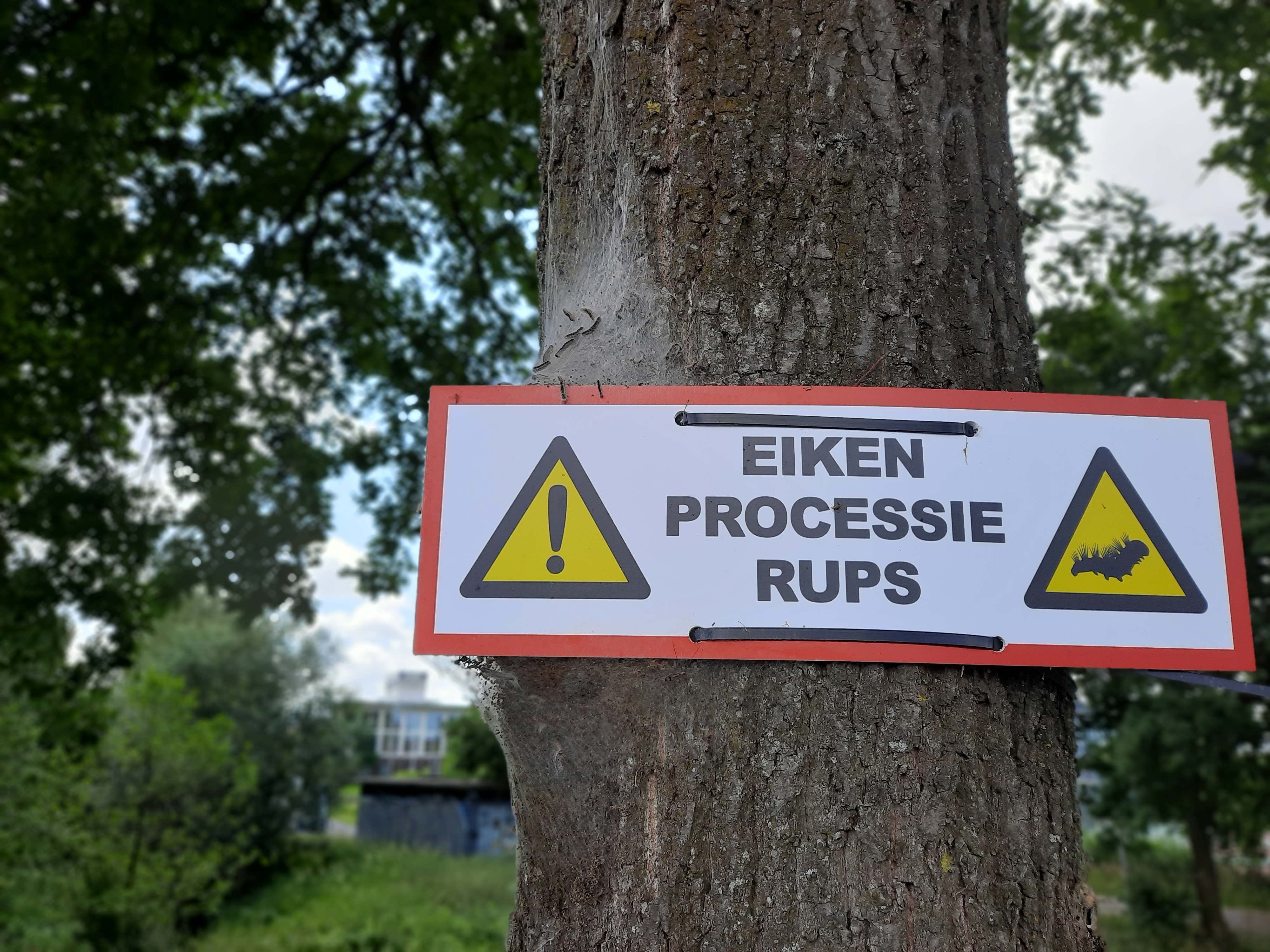 De eikenprocessierups profiteert van klimaatverandering. Foto: Leon Saris