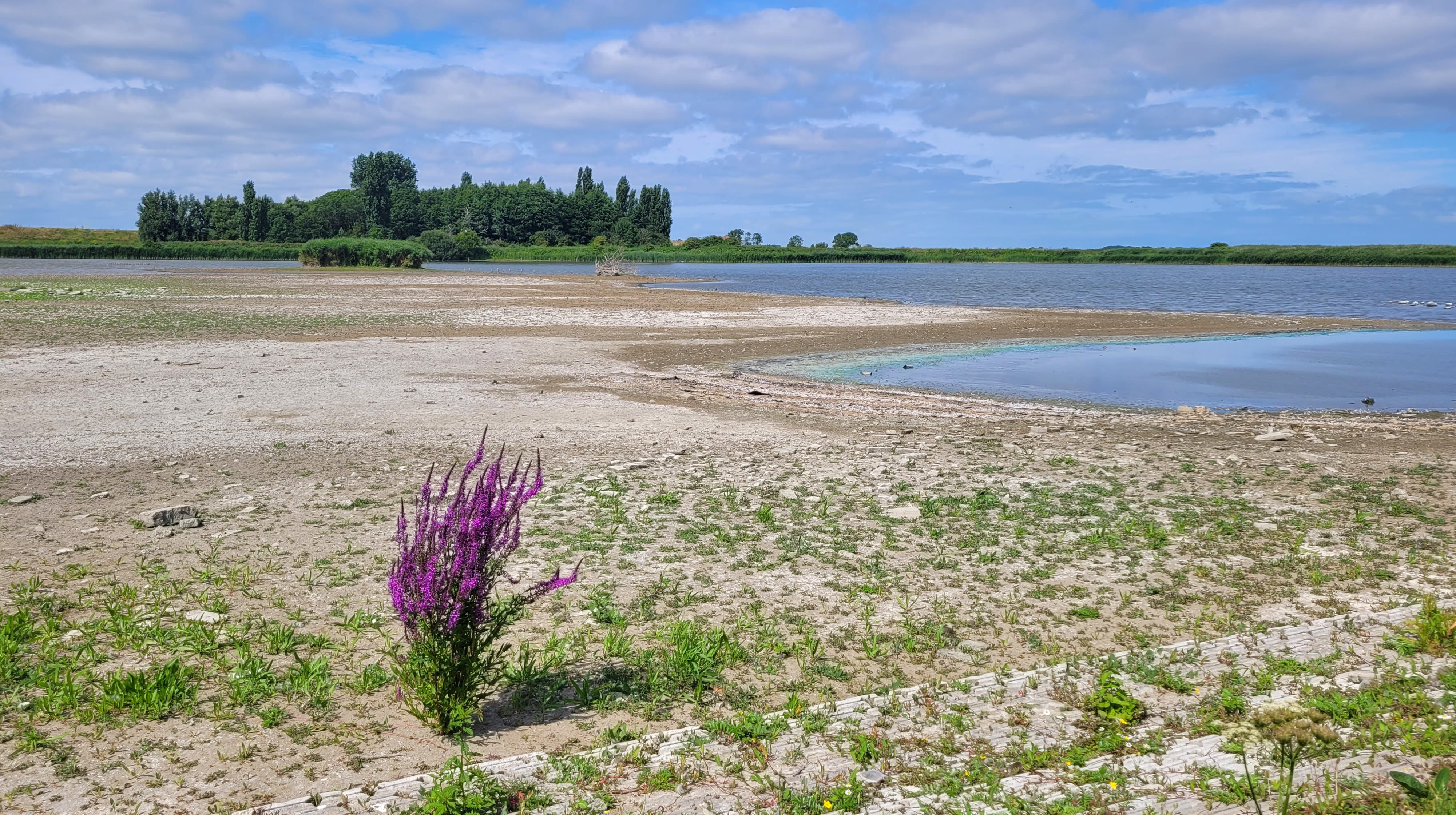 Droogte wordt steeds meer zichtbaar. Foto: Joke Nijenhuis