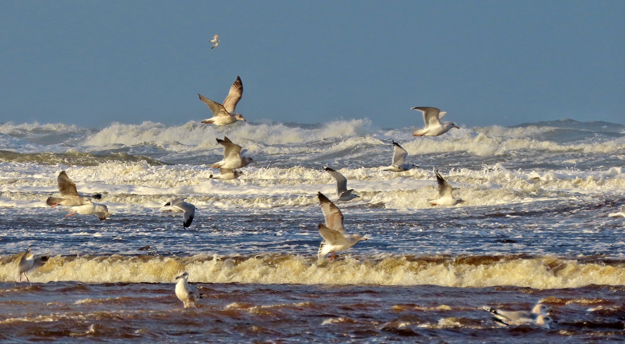 Flinke golven en meeuwen op het strand. Foto: Gieny Westra