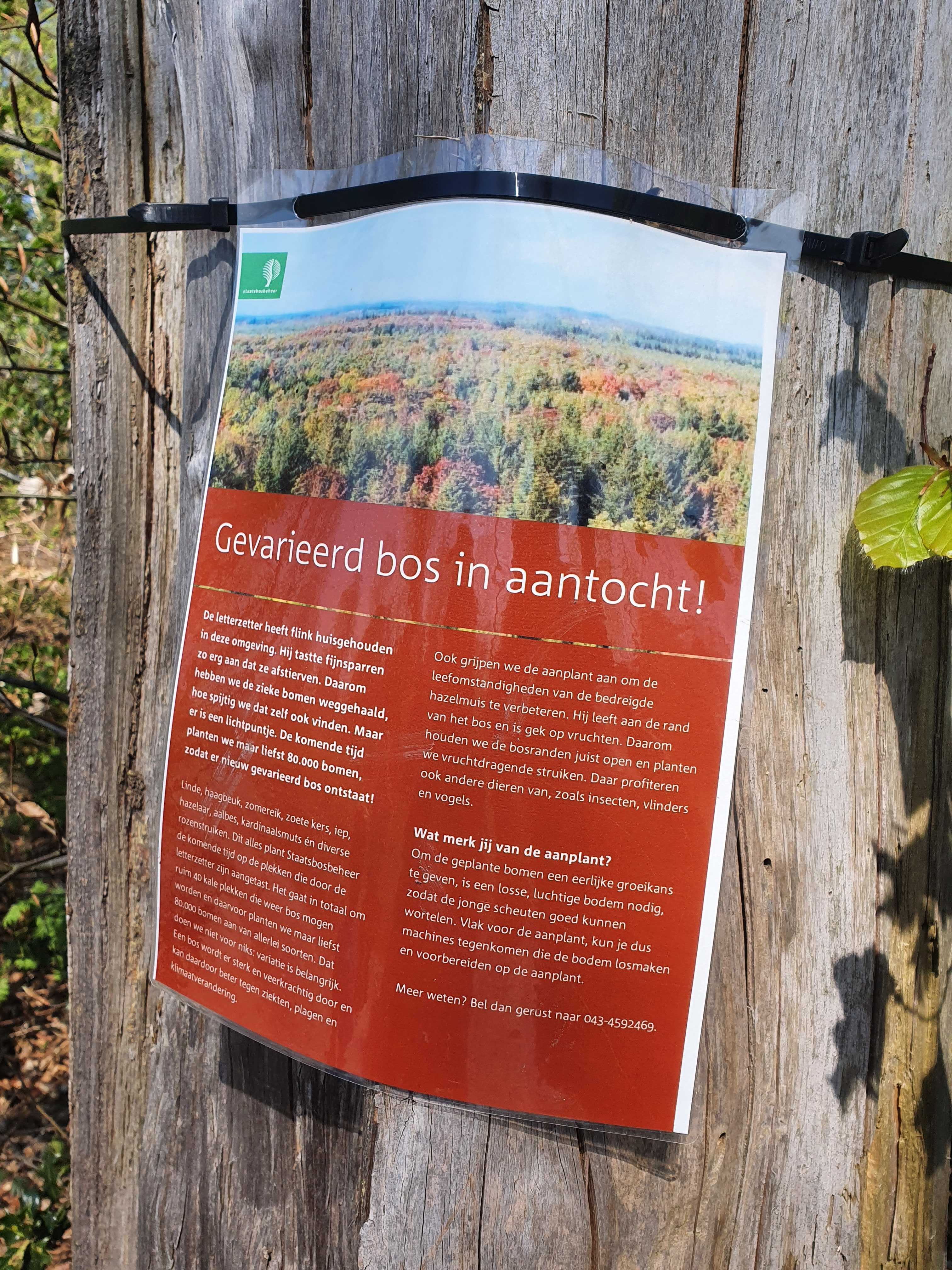 Het bos rond de Vaalserberg is flink aangetast door de letterzetter en er is besloten tot een meer gevarieerd bos aan te leggen. Foto: Johnny Willemsen.