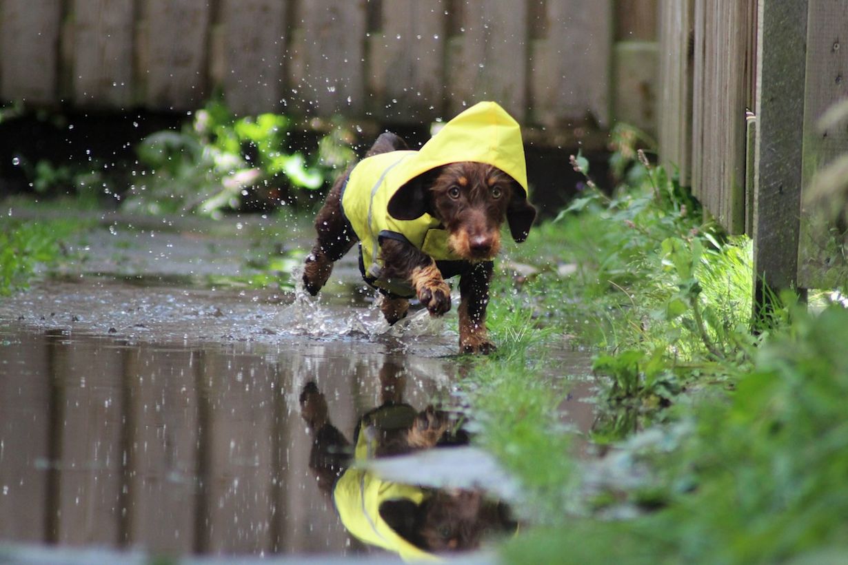 Een teckel met een regenjas. Foto: Iris Weijenberg