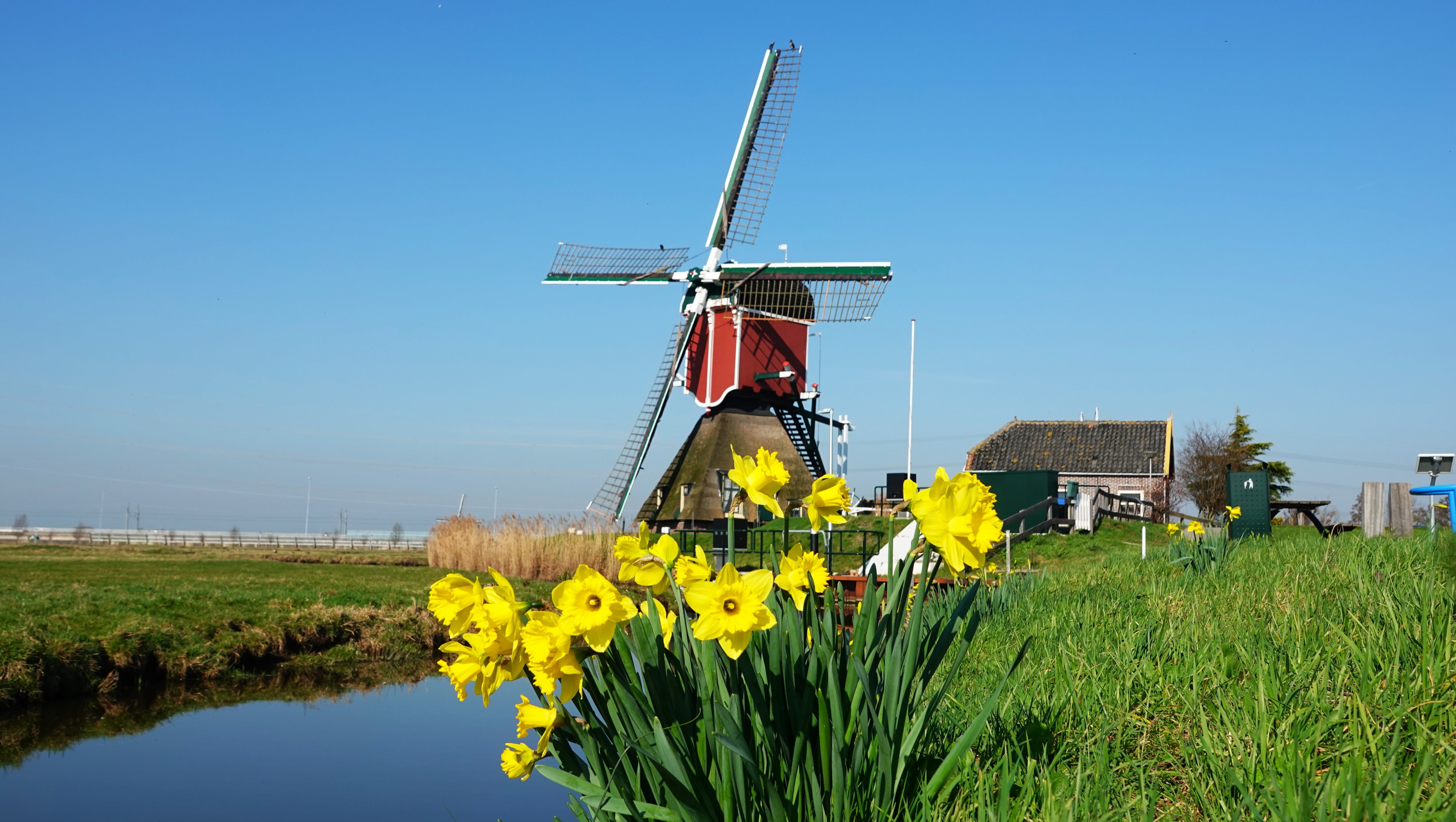 De narcissen staan overal in bloei. Foto: Ton Wesselius