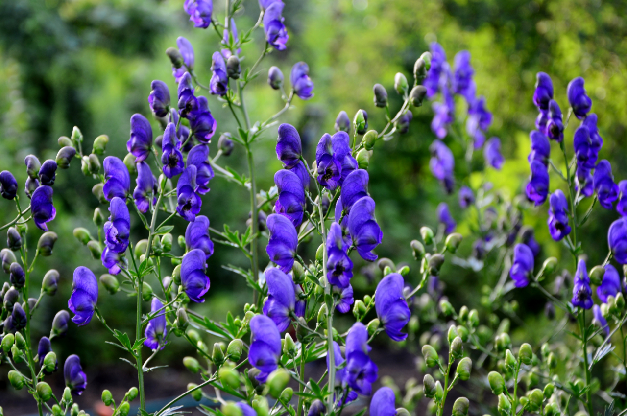 De Monnikskap met haar kenmerkende bloemen. Foto: Adobe Stock / Irina