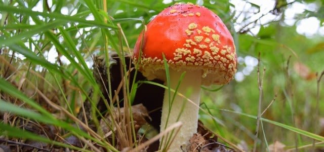 Herfstweer_Overig-h_Ben_Saanen_Paddestoelen-e1571911117438