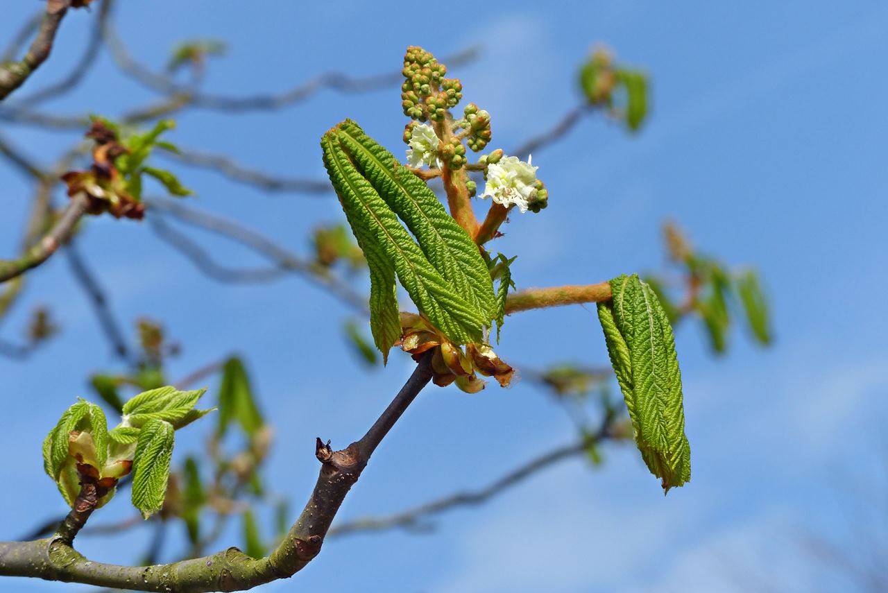 Dit is wanneer bomen en planten weer bladeren krijgen