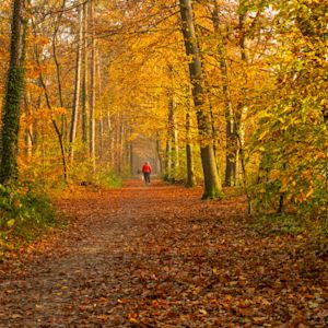 In de herfst staan deze planten in bloei