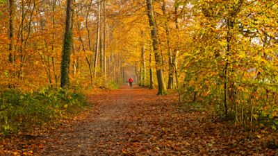 In de herfst staan deze planten in bloei