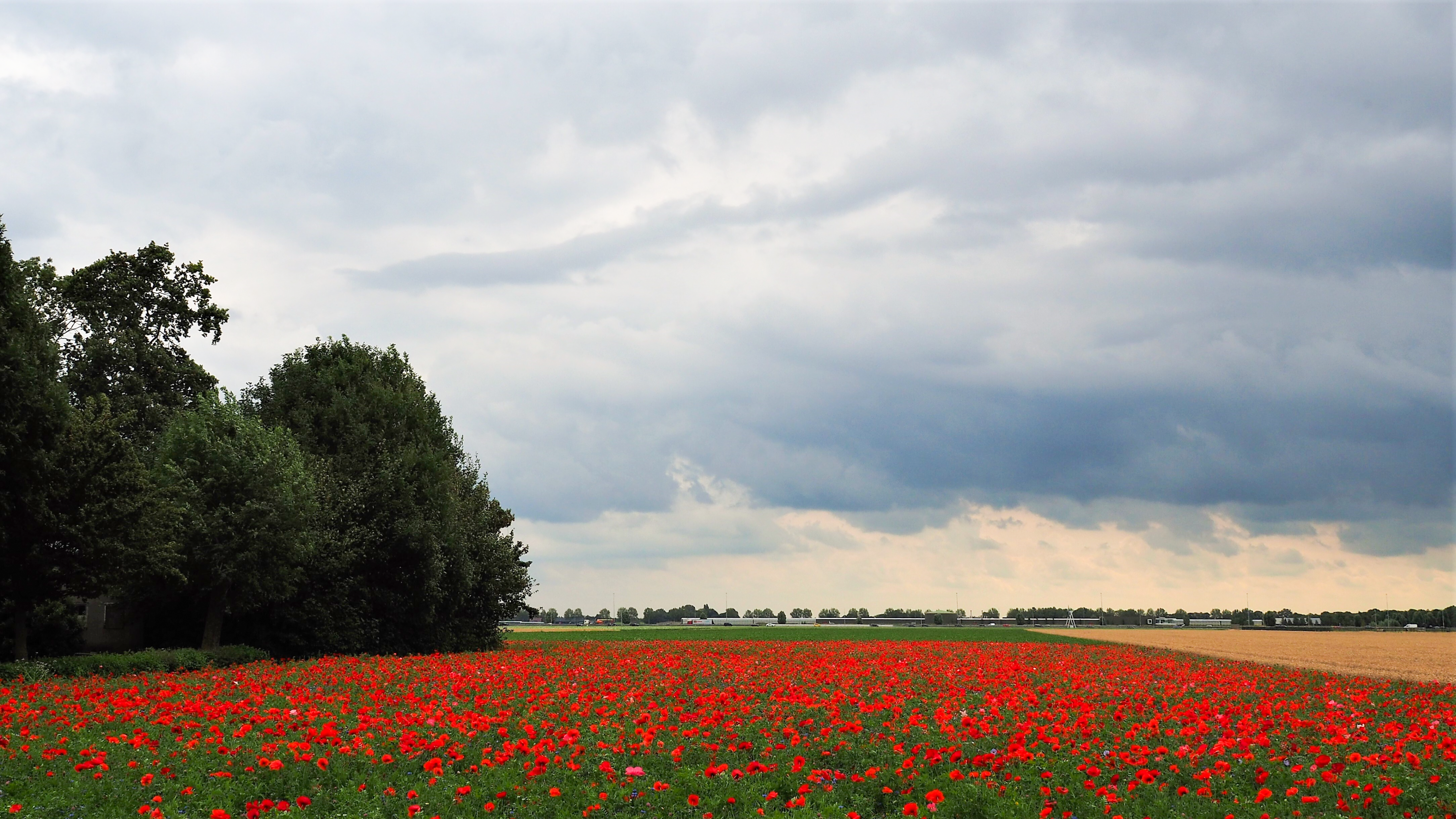 De komende tijd komt het geregeld tot buien. Foto: Nellie Bartels
