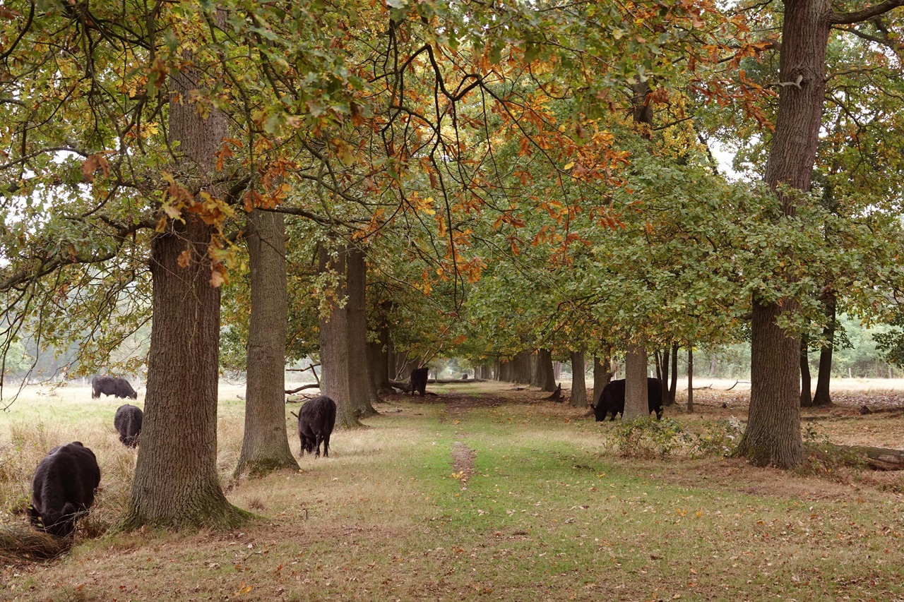 Weekendweer: rustig herfstweer