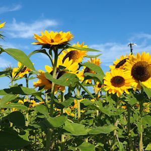 Deze planten bloeien in de nazomer
