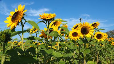 In de nazomer staan deze planten in bloei