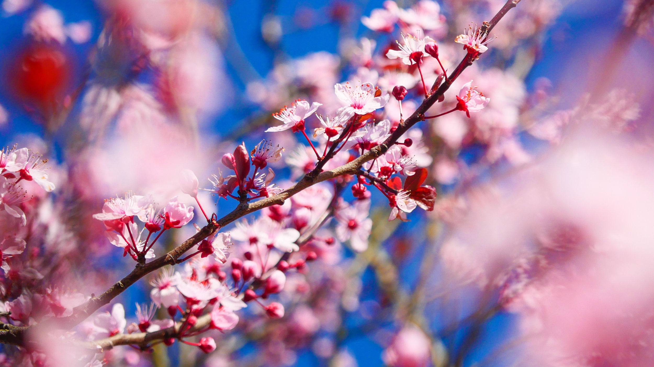 Maandverwachting: weer in april lenteachtig of kil?