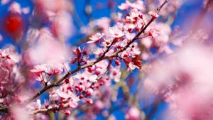 Maandverwachting: weer in april lenteachtig of kil?