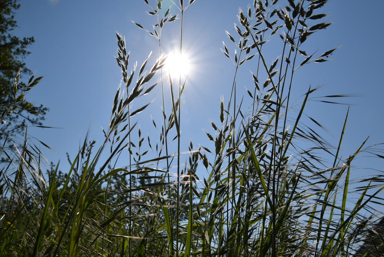 Hooikoorts door bloeiend gras. Foto Annemarie van Iersel.