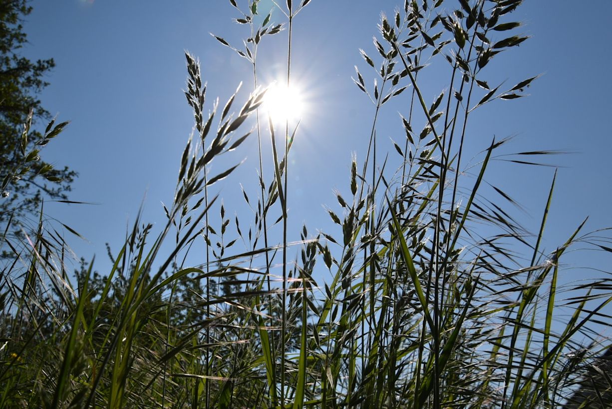 Hooikoorts door bloeiend gras. Foto Annemarie van Iersel.