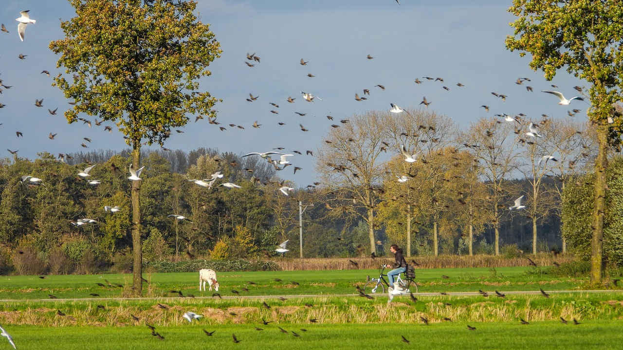 Zo beïnvloedt het weer de vogeltrek