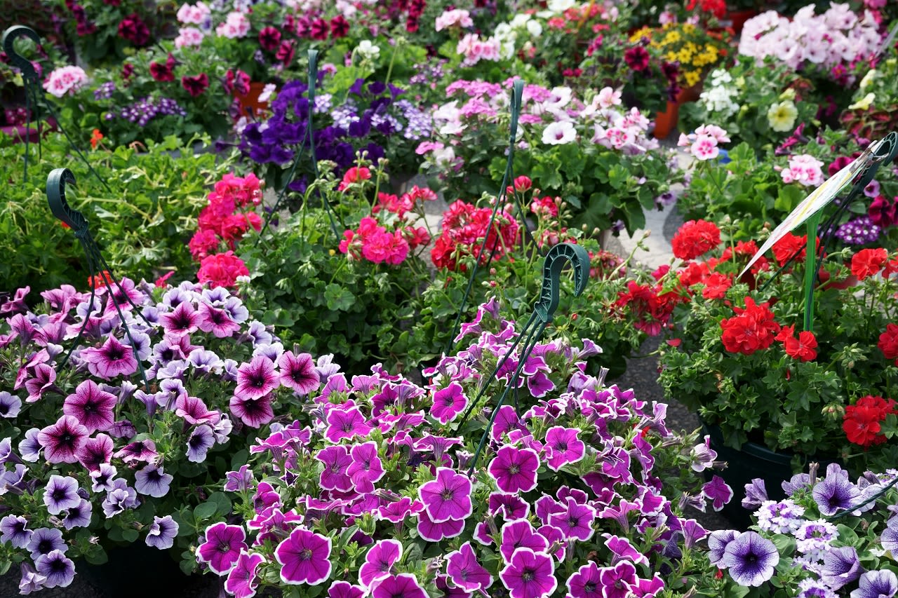 Fleurige zomerbloeiers. Foto: Adobe Stock / Ambernila