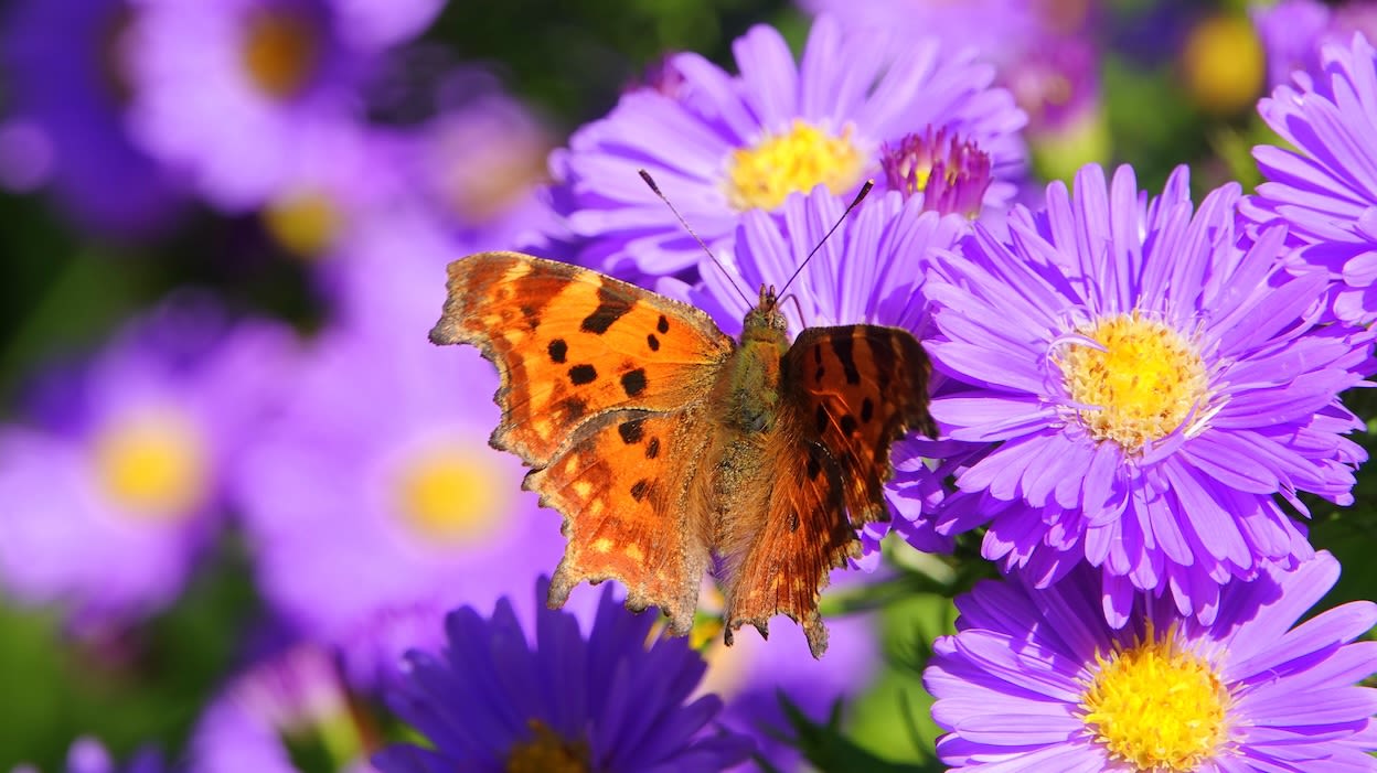 Zonnig en vrij warm septemberweer op komst. Foto: Ben Saanen.