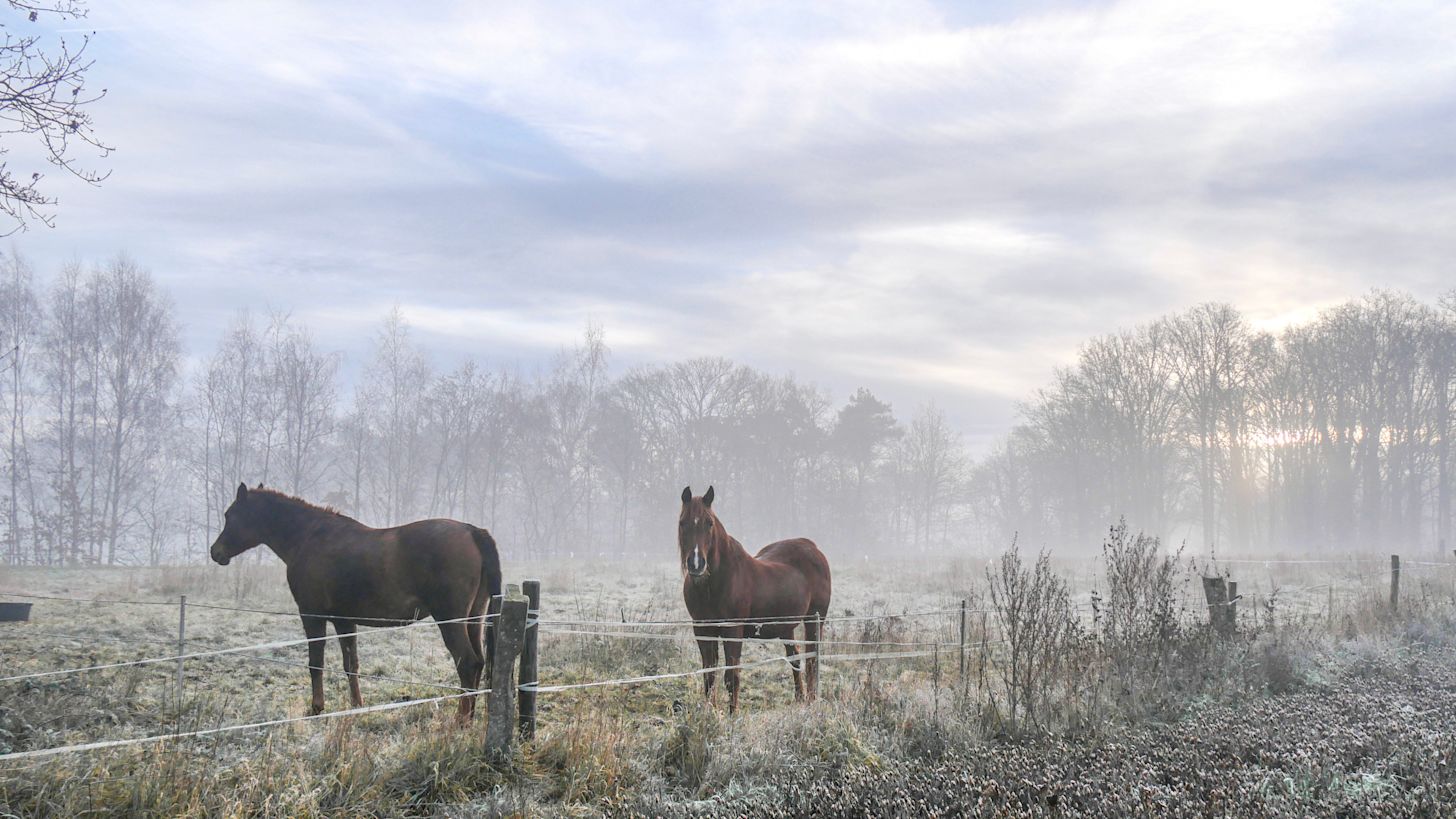 Er komt kouder weer aan! Foto: Jos Hebben.