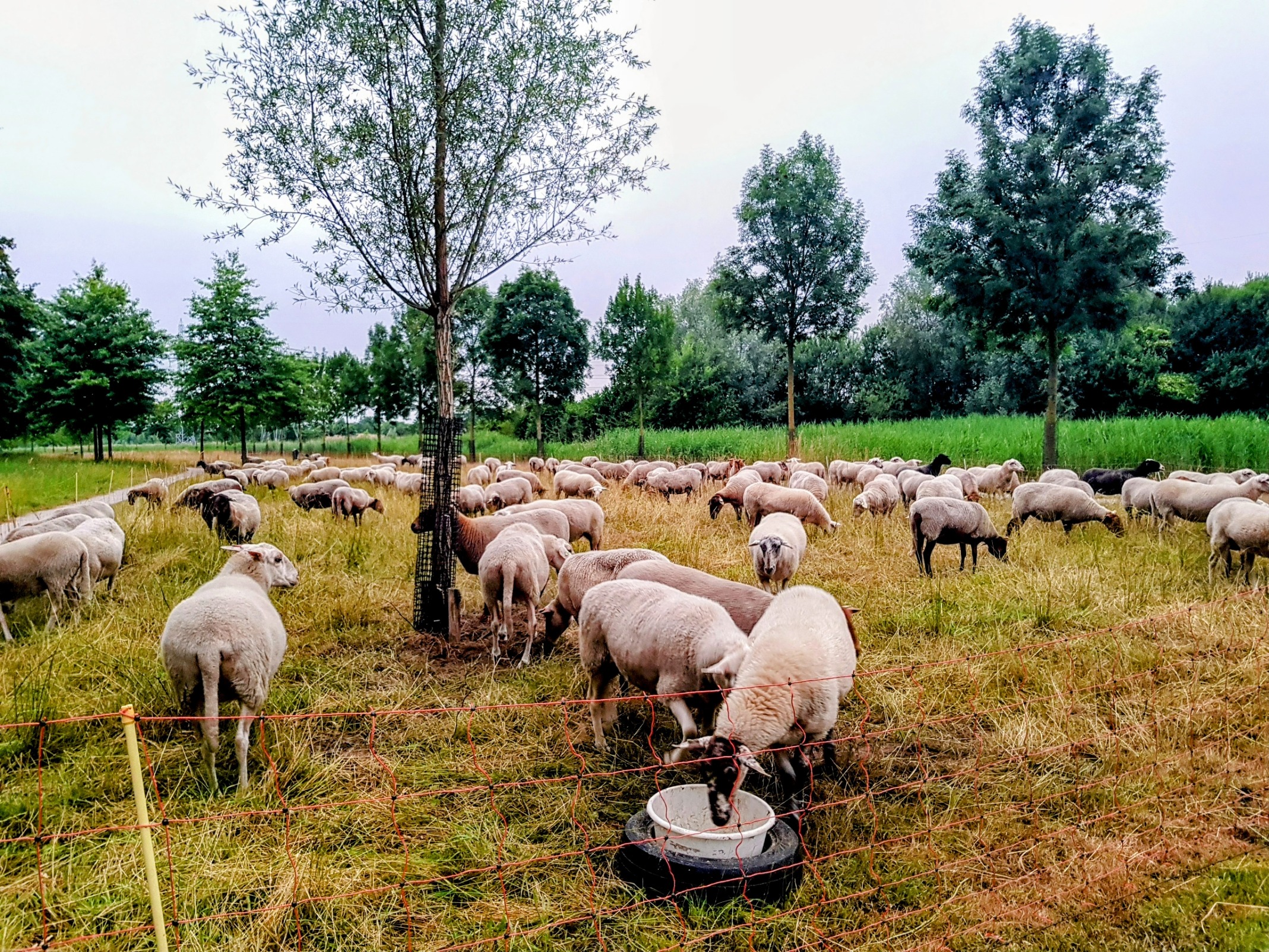 De droogte is goed terug te zien in de natuur. Foto: Marianne Steenbergen