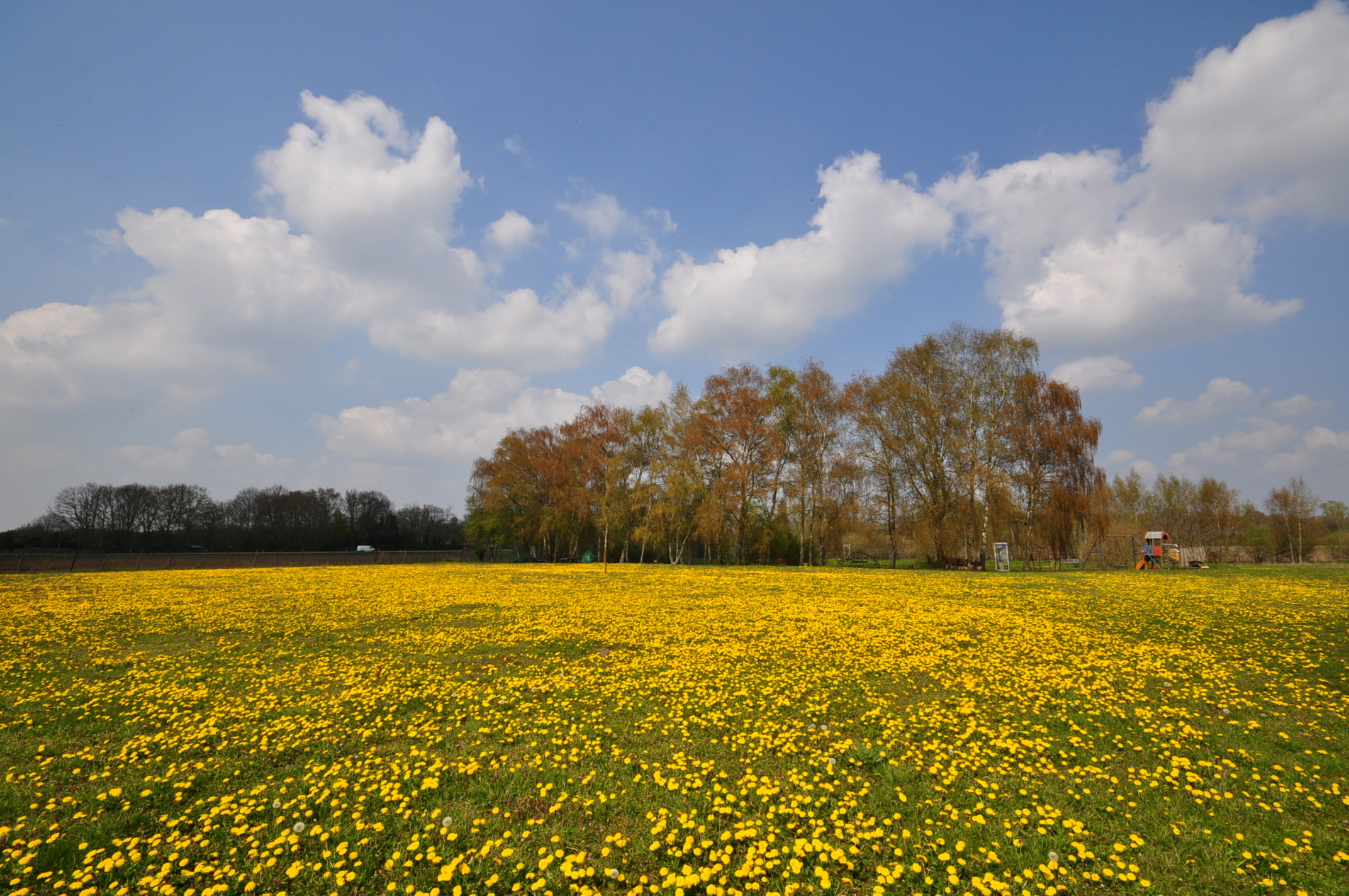 lentedag, zon, wolken, koolzaad
Foto: Ben Saanen