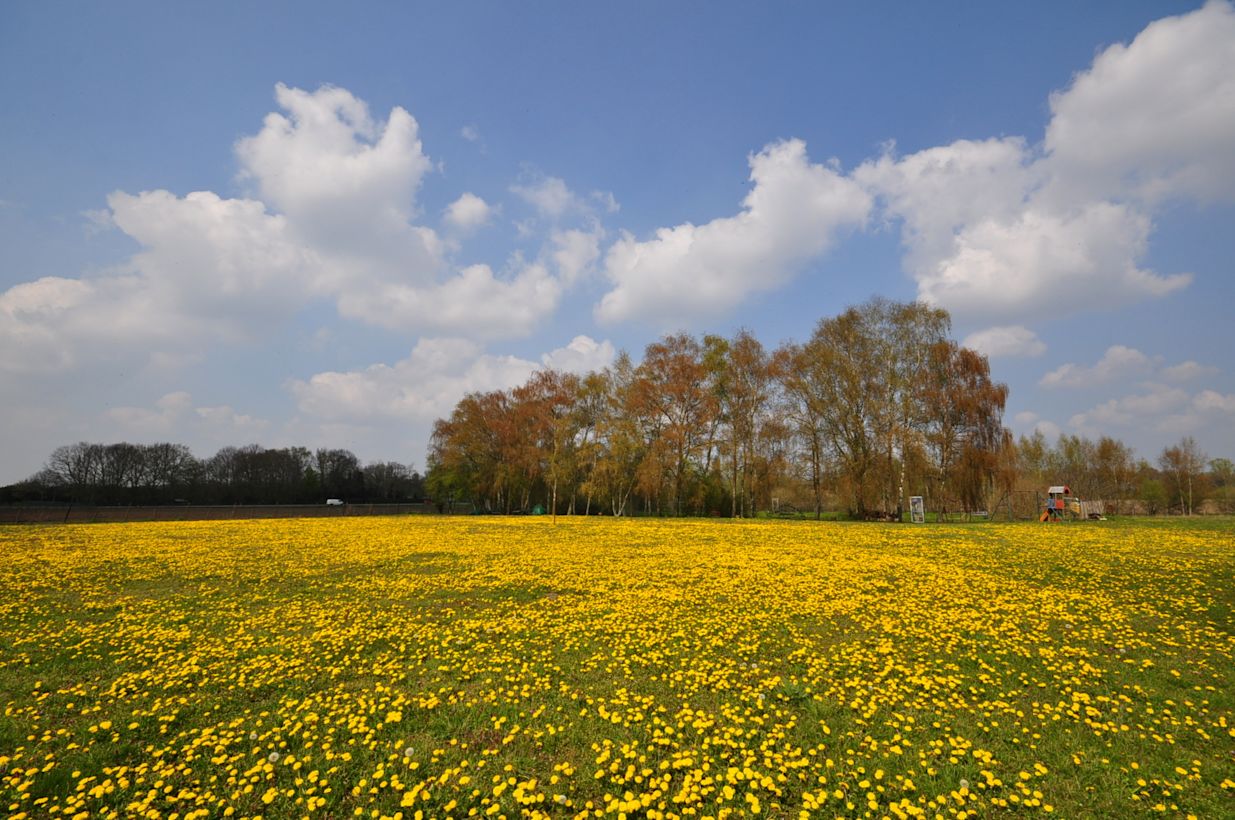 lentedag, zon, wolken, koolzaad
Foto: Ben Saanen