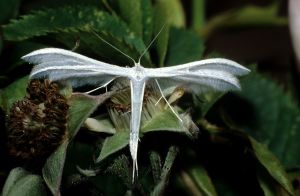 Natuurjournaal: let op vlinders met veren