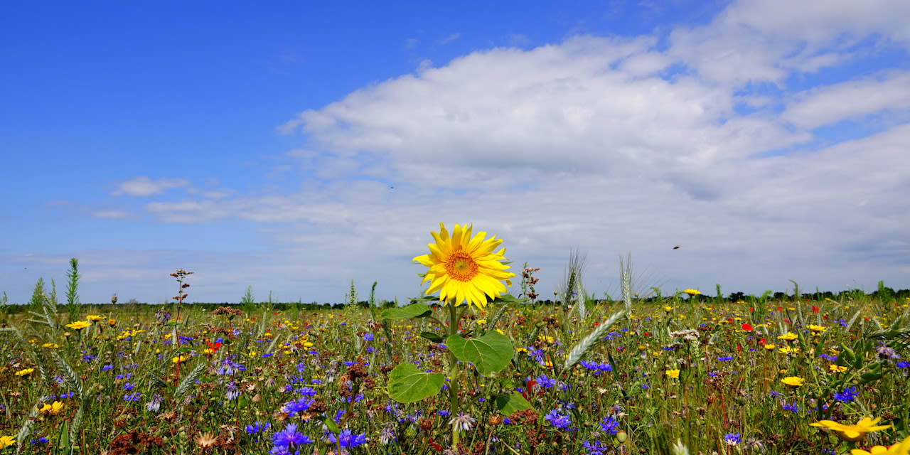 Een zomerse foto. Foto: Ben Saanen
