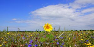 Dit weer is normaal in augustus