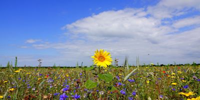 Dit weer is normaal in augustus