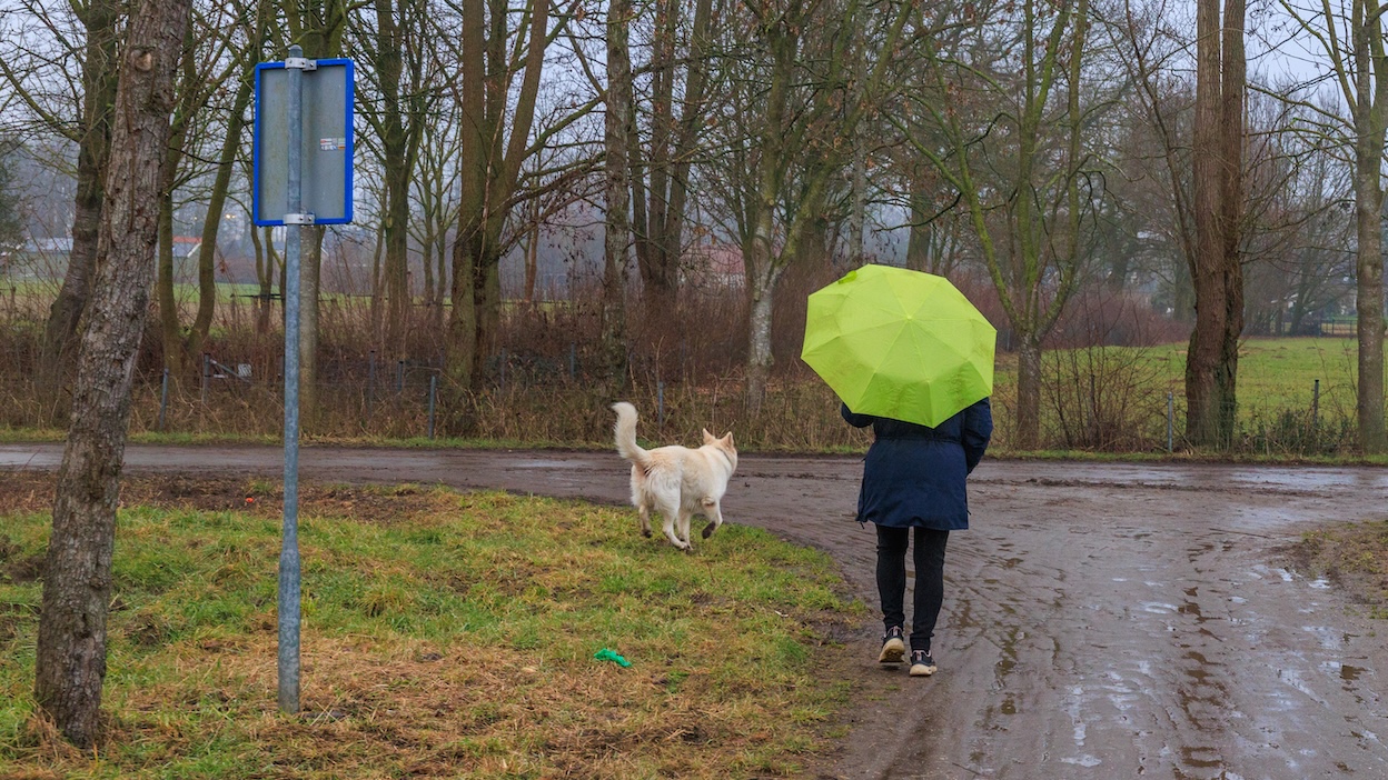 Vanaf dinsdag hebben we de paraplu nodig. Foto: Henk Straatman