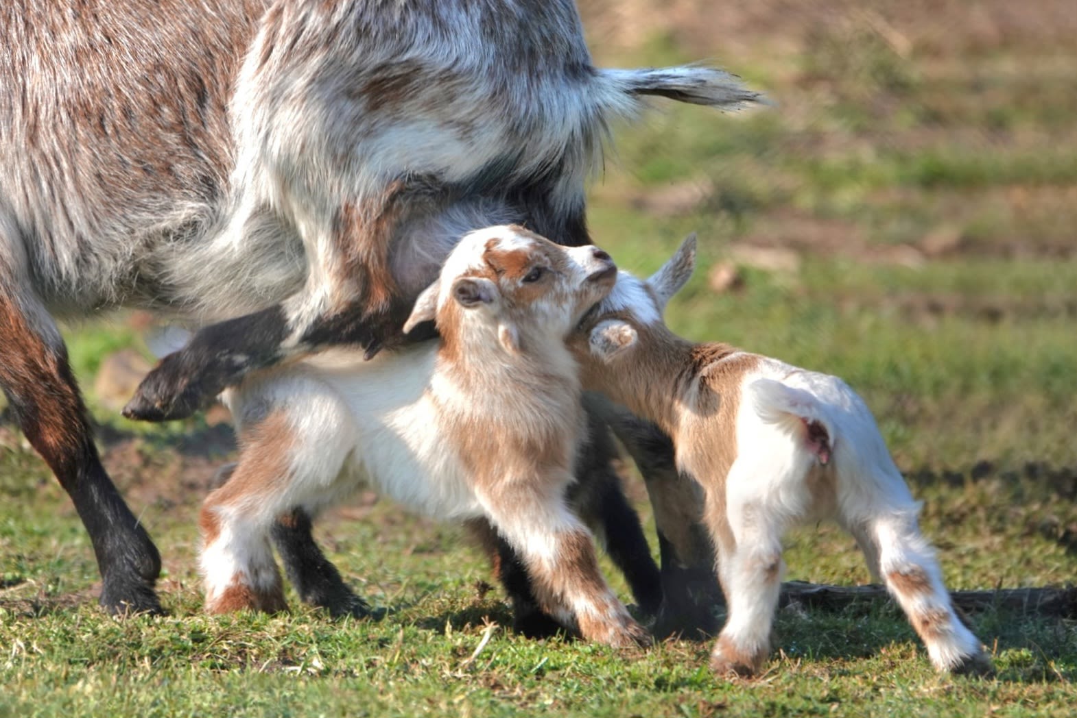 De lente is voelbaar in de natuur. Foto: Marlies Veugelers