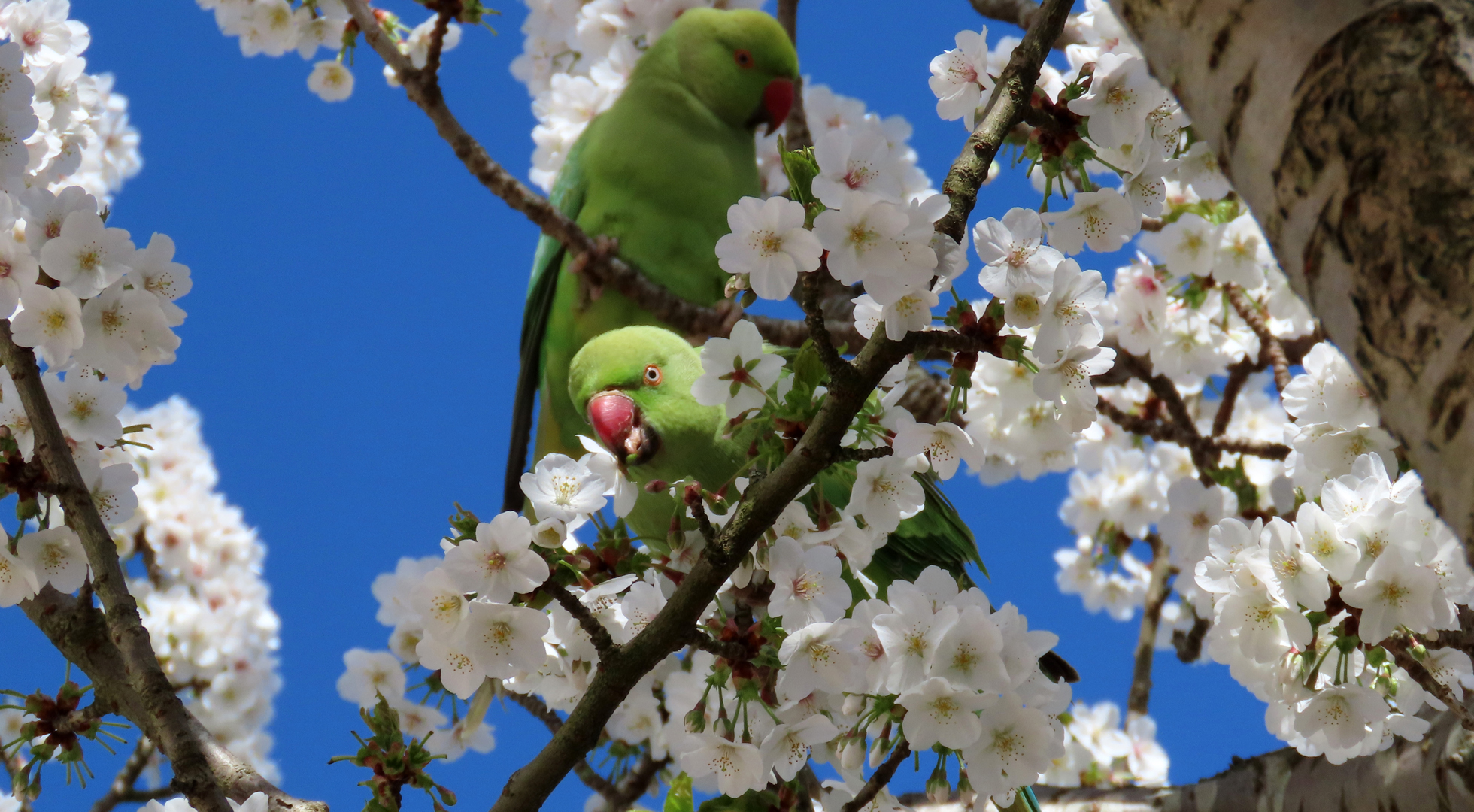 Zonnig lenteweer op komst!. Foto: Gieny Westra