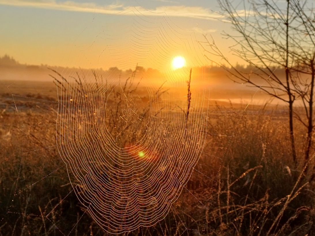 Spinnenweg bij zonsopkomst. Foto: Willem van Nunen