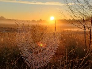 Waarom zie je in de herfst zoveel spinnenwebben?