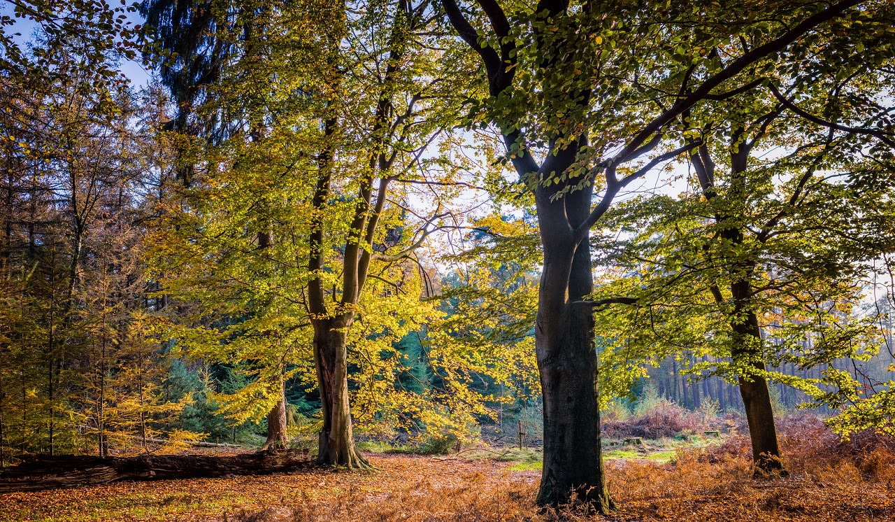 Veluwe. Foto: Adobe Stock / HJ