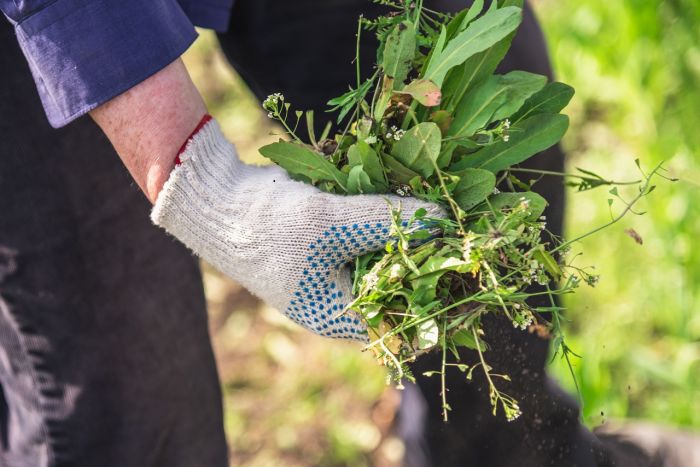 Tuinadvies: zo verwijder je het onkruid uit je tuin