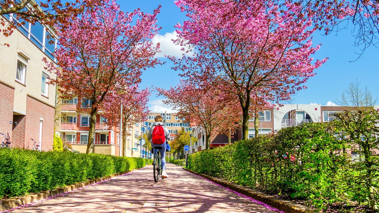 Fietsen tussen de bloesembomen. Foto: Jos Hebben