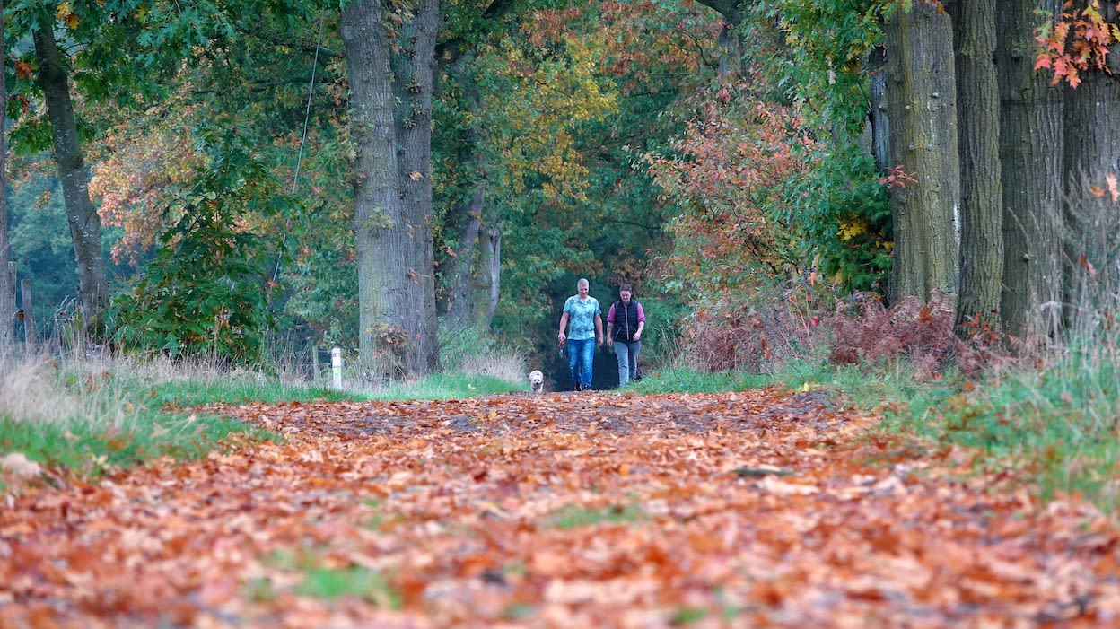 Herfstwandeling.  Foto: Ben Saanen